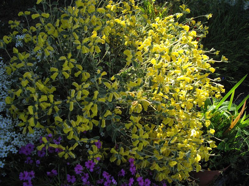 Phlomis lanata photo